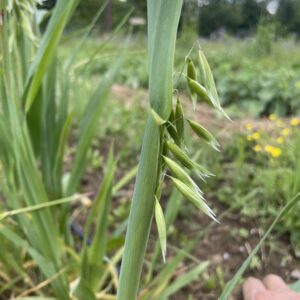 Avoine cultivée