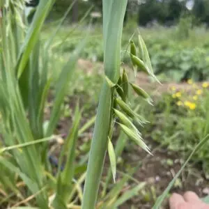 Avoine cultivée