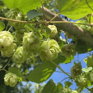 Houblon