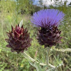 Artichaut_fleur