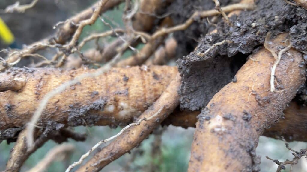 photo d'une racine d'ashwagandha