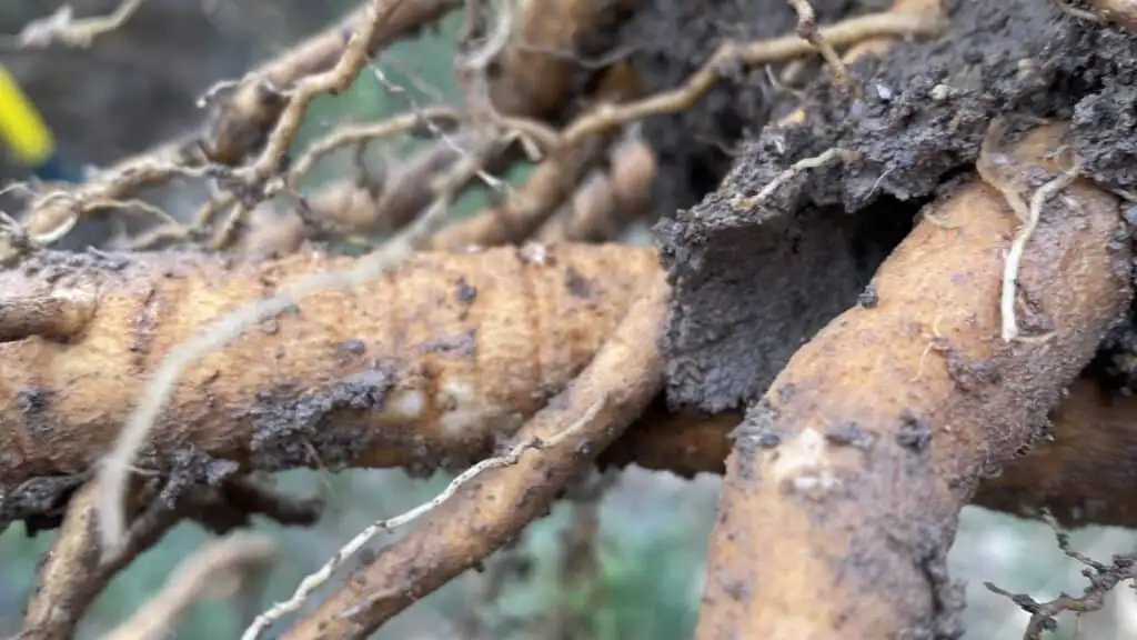 une racine d'ashwagandha photo d'une racine d'ashwagandha