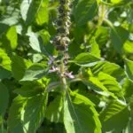 FLORA_FEMINAE_Alcoolature-22.jpg
