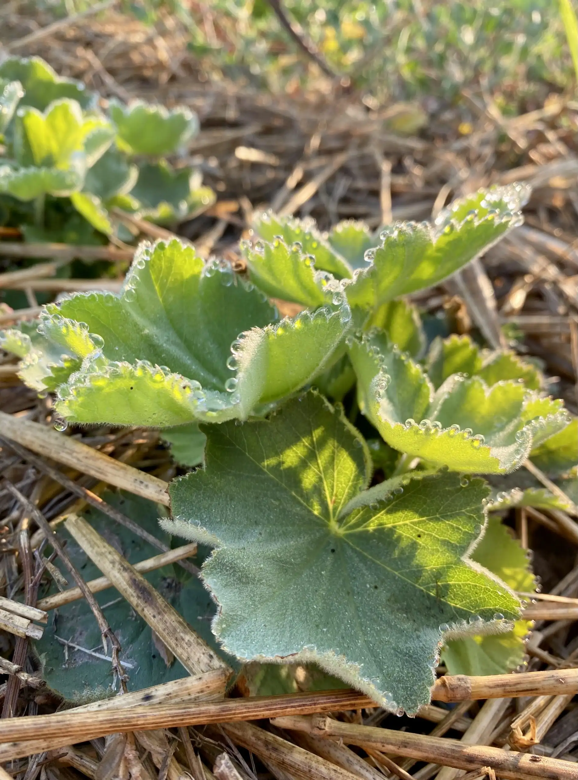 Alchémille – Image 2