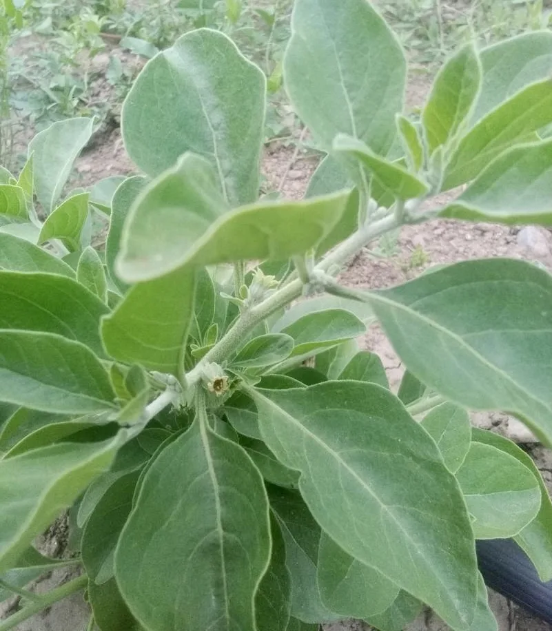 Ashwagandha – Image 2
