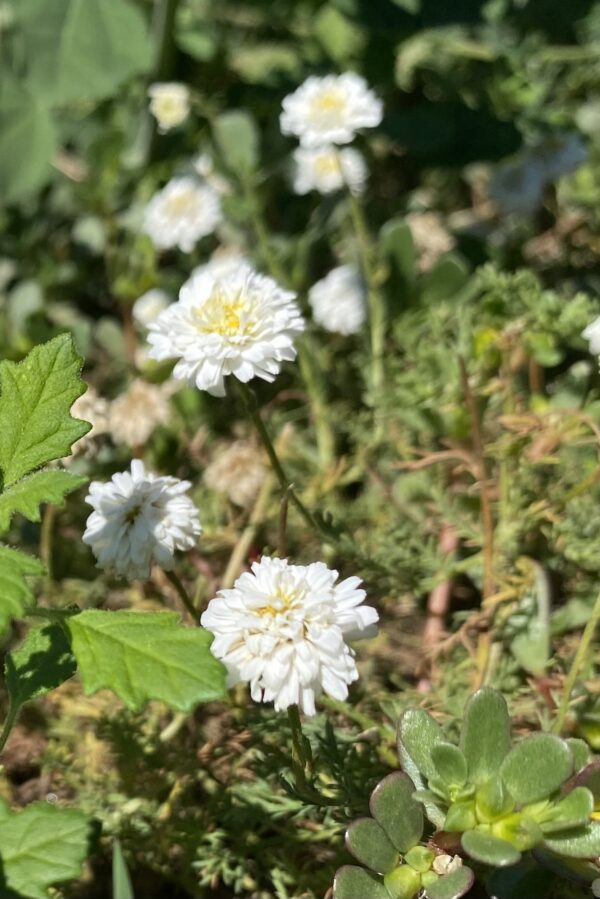 Camomille noble – Image 2