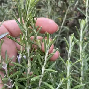 Romarin