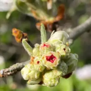 Bourgeon de pommier