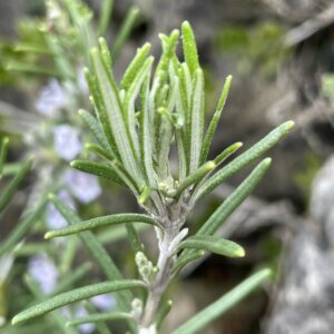 jeunes_pousses_romarin