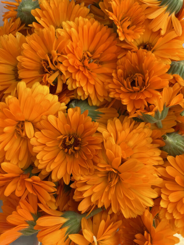 Calendula – Image 2