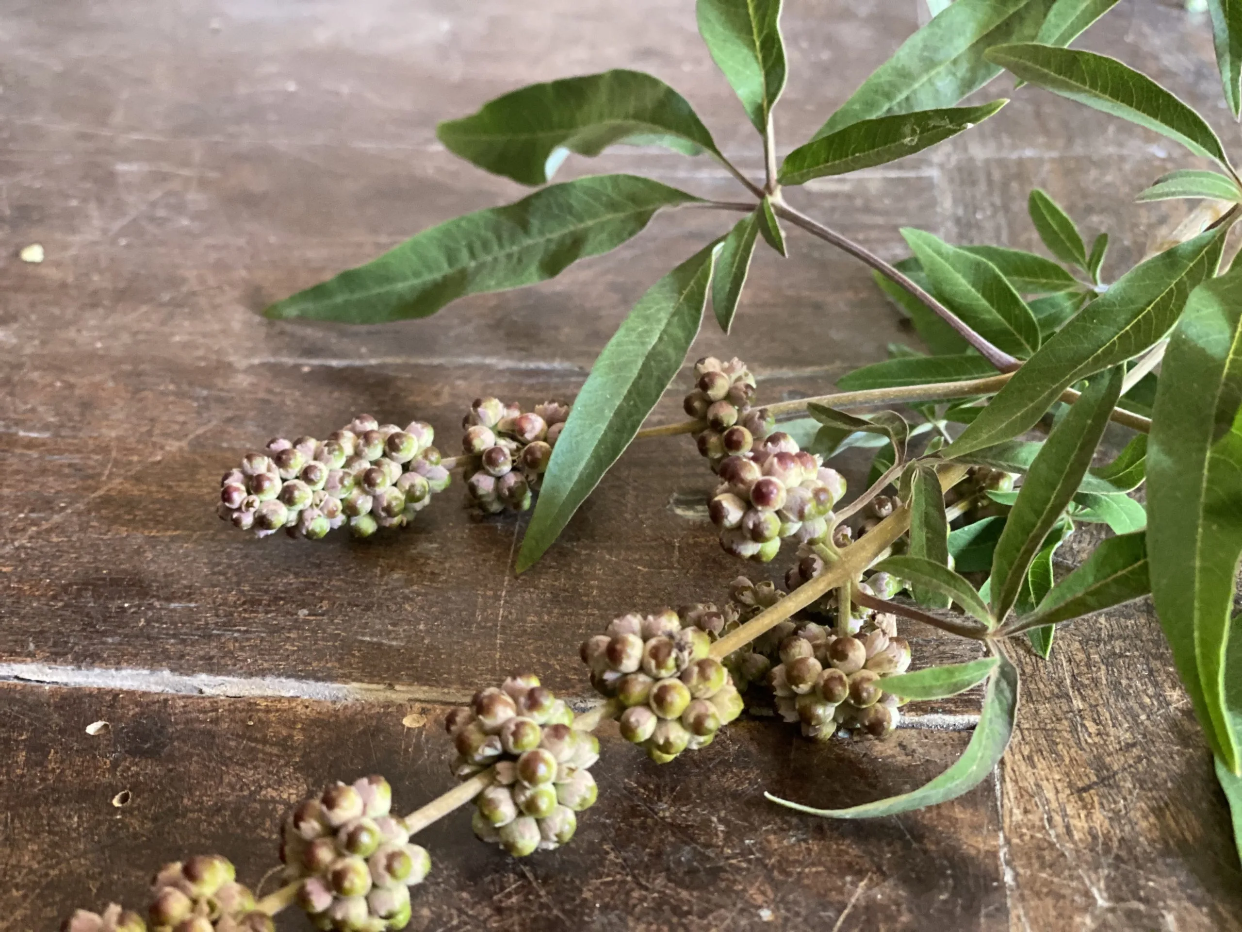 Gattilier | FLORA FEMINAE