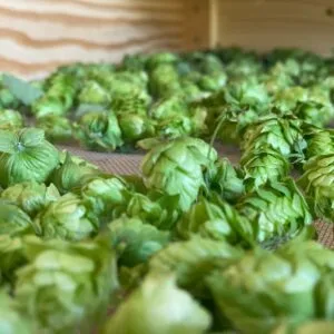 Houblon