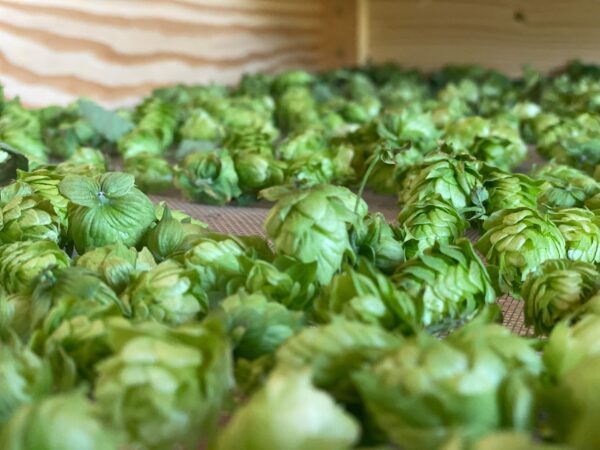 Houblon