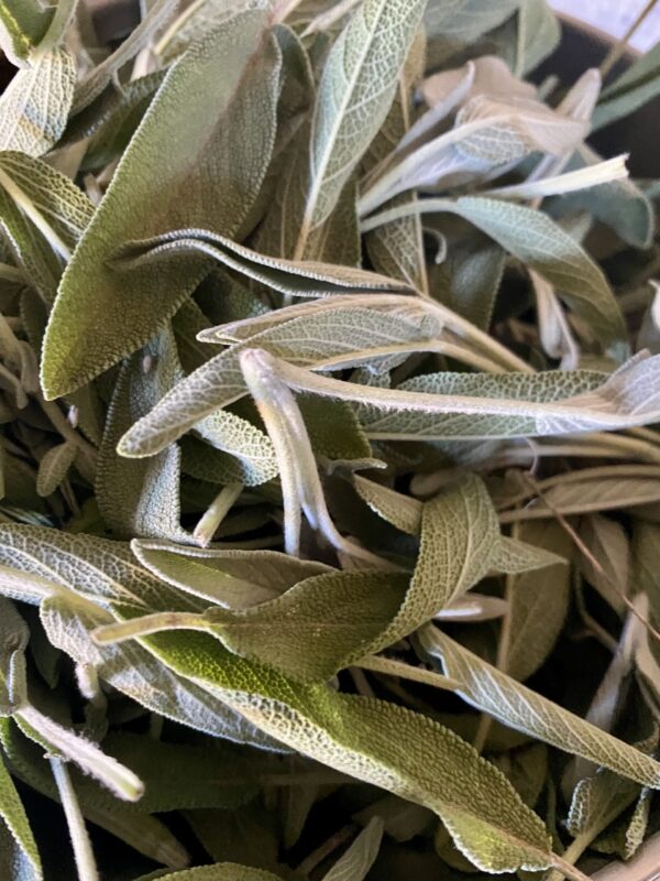 Sauge officinale – Image 2