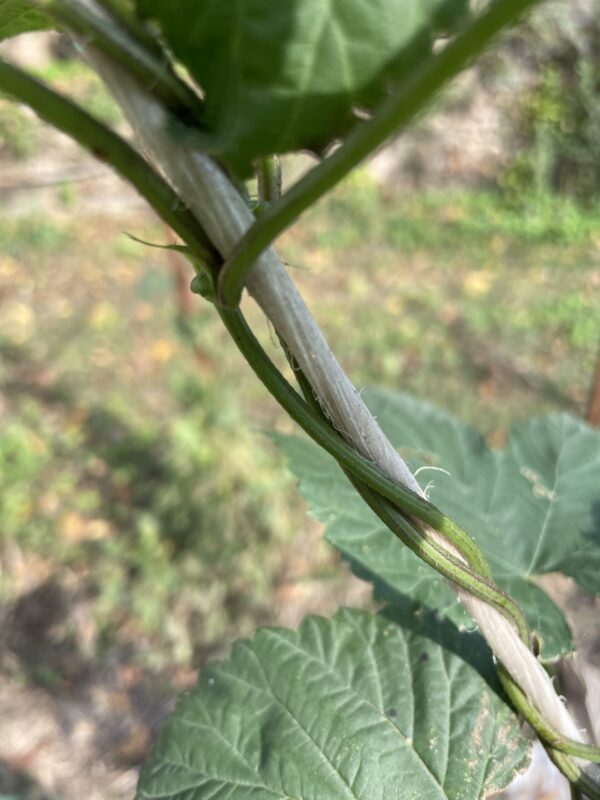Houblon – Image 3