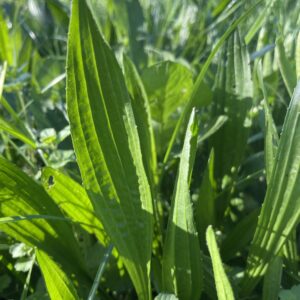 Plantain