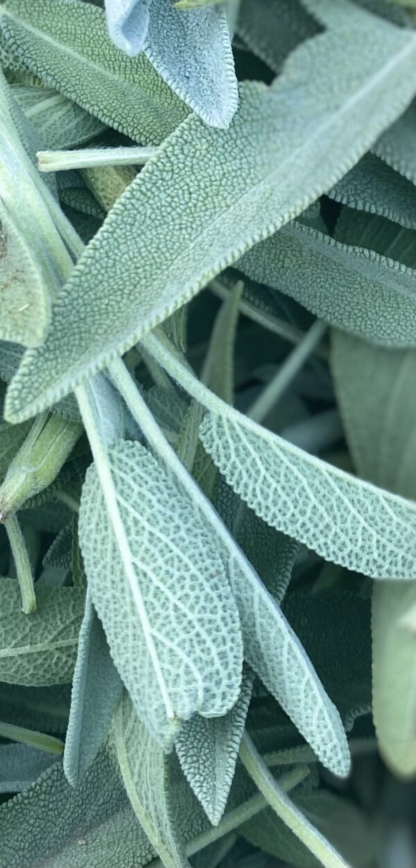 Sauge officinale – Image 3