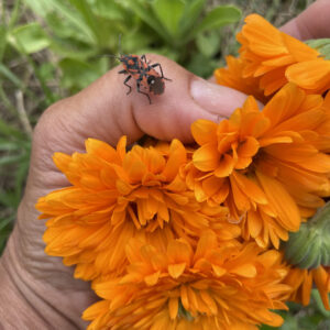 Calendula
