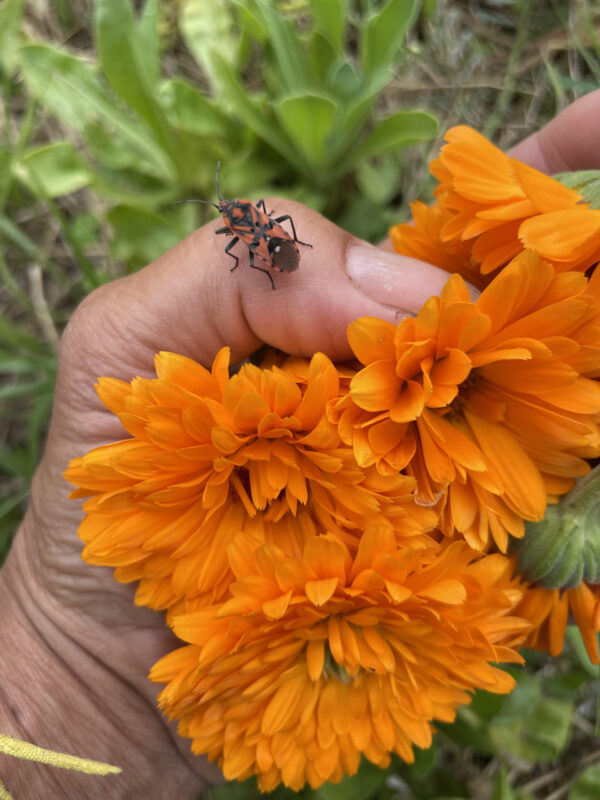 Calendula