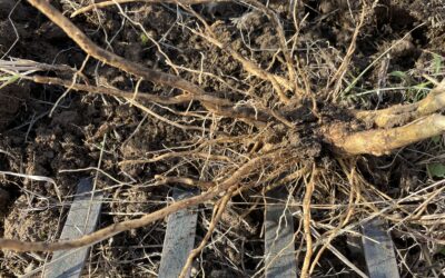 L’ashwagandha : millésime 2026!