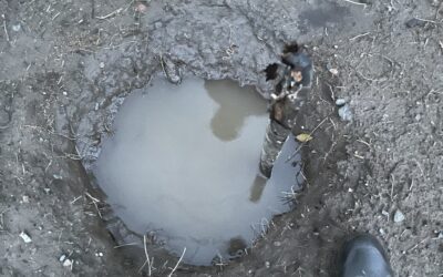 Un projet d’agroforesterie au cœur de mes parcelles