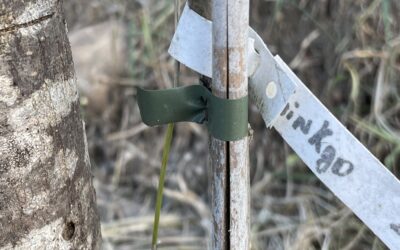 Un projet d’agroforesterie au cœur de mes parcelles