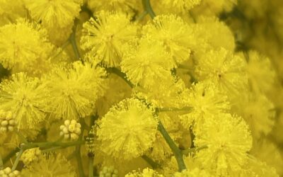 L’enfleurage, une technique ancienne d’extraction