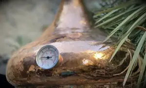 FLORA FEMINAE, production et transformation de plantes utilisées pour soulager les troubles féminins | Palmira PICANT